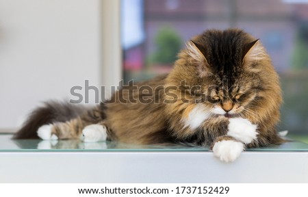 Cute female cat with brown and white hair in relax time