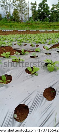 Farming systems plant in polybags