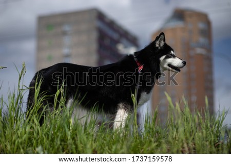 Siberian husky in the city.