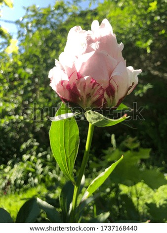 beautiful garden landscape white peony in spring