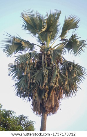 Bird nest hanging on palm tree(Asian palmyra palm,hyphae petersiana,borassus sambiranensis)