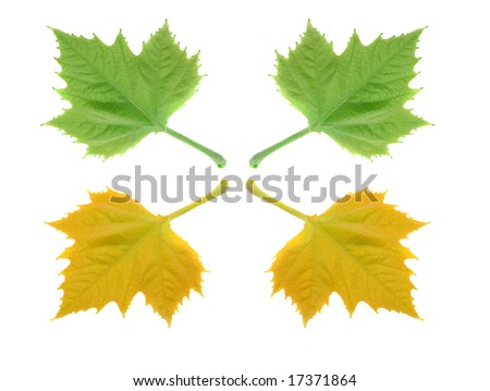 Autumn  leaves isolated on white background