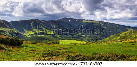 Spring scenery. Panoramic view in lawn are covered by pink rhododendron flowers. Beautiful photo of mountain landscape. Concept of nature rebirth. Blue sky with cloud.