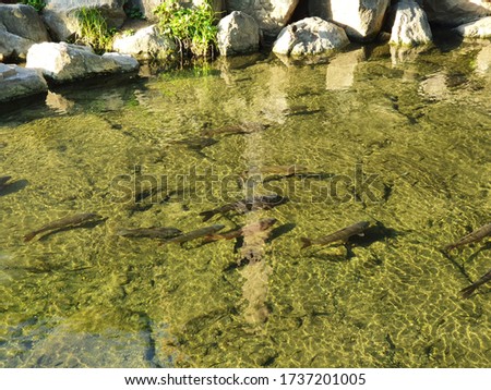 Fish swimming in the water