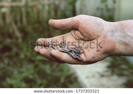 Earthworms lie on a man's hand. The concept of fishing, gardening, farming.