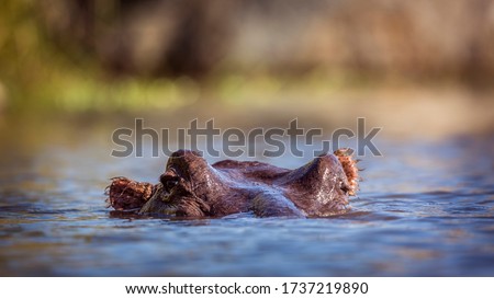 Hippopotamus head in water surface level in Kruger National park, South Africa ; Specie Hippopotamus amphibius family of Hippopotamidae
