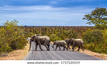 African bush elephants group crossing safari road in Kruger National park, South Africa ; Specie Loxodonta africana family of Elephantidae Royalty-Free Stock Photo #1737220319