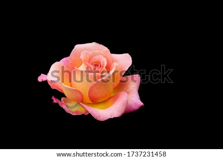 veined rose macro of a single isolated yellow pink blossom in vintage painting style on black background