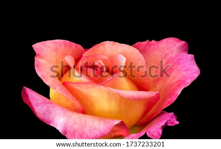 Vibrant veined rose macro of a single isolated yellow pink bloss