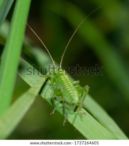 detail of green cricket on a blade of grass in selective focus picture 