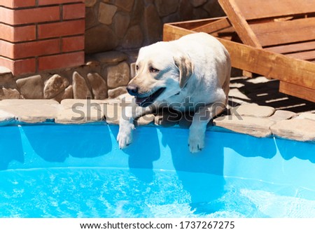 A happy young Labrador Retriever lies on the parapet of the pool on a hot summer day. The dog looks at the clear water of the pool.