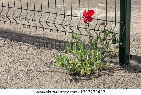 Bright red poppy grows from asphalt, flower through asphalt. Сoncept of individuality and dedication, lonely flower on road, fence. Symbol of thirst for life and survival in all conditions.Impossible