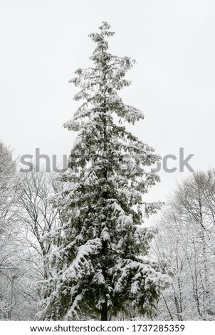 A large snow-covered Christmas tree against a white sky in a winter forest.