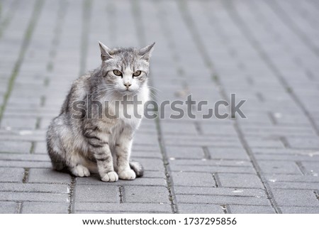 A grey yard cat on the street, on sidewalk tiles. beautiful washed away a side.