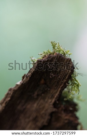 a vertical closeup of mosses on wood under the lights with a blurry background