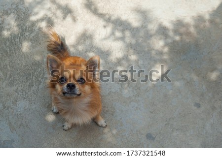 Portrait of brown Chihuahua dog sits on concrete floor.