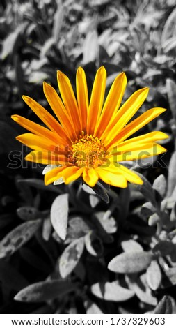 a color selective picture of a yellow Margaret flower in a black and white background 