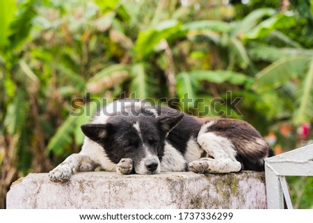 Domestic dog sleeping on the concrete fence on the street. Stock photo.