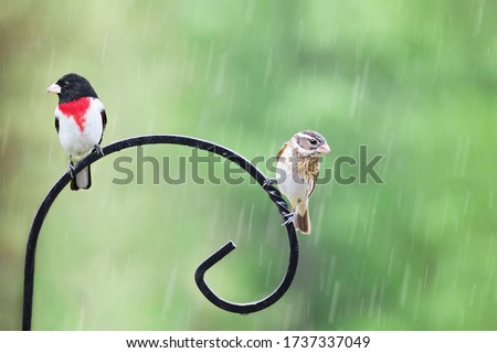 Male and female Rose Breasted Grosbeak, Pheucticus ludovicianus, sitting on a feeder pole during the middle of a spring rain. 