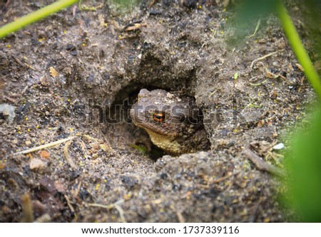 Сlose up image of Common toad (Bufo, Bufonidae, Anura) looking out of its hole in the garden. Beautiful nature scene in Taldom, Moscow region, Russia, East Europe. Photo with tilt-shift effect