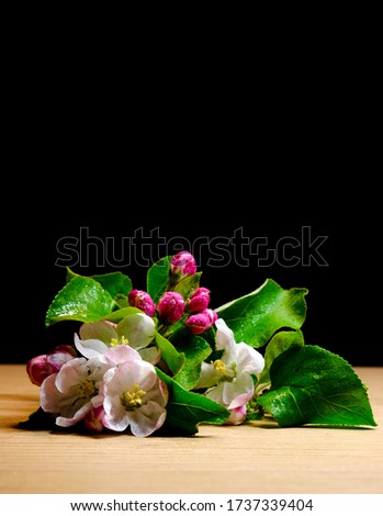 Flowers on the black background