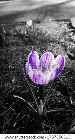 A selective color picture of a purple tulip in a garden in Amsterdam 