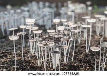 small mushrooms toadstools