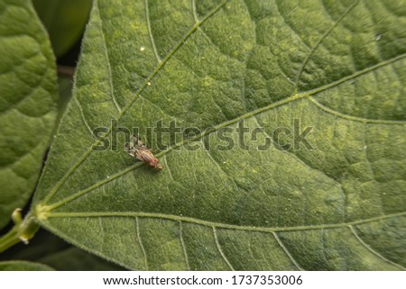 Macro photography on the leaves