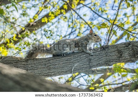 Squirrel in a tree shot