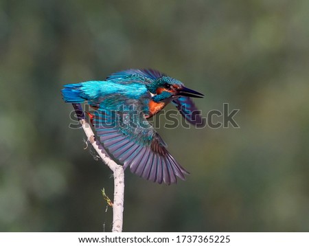 Common Kingfisher (Alcedo atthis) Danube Delta