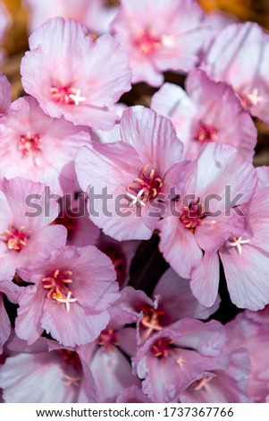spring flowers and plants for backgrounds