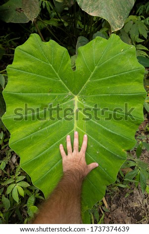 Comparing my hand on a huge heart-shaped leaf of the Colocasia esculenta species, it grows on the way to the famous Sewu Falls.