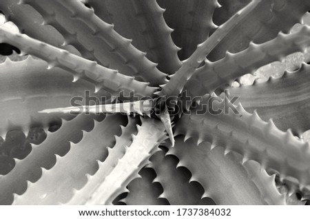 Close-up of an aloe vera plant, black and white picture