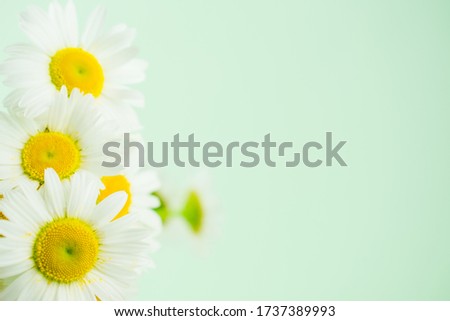 Yellow and white daisy background
