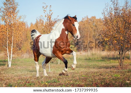 Horse - - action portrait Royalty-Free Stock Photo #1737399935