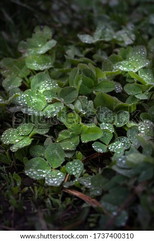 green clover leaves after rain. clover with drops of water