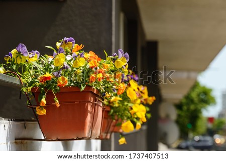 First floor balcony decorated with blooming garden pansies or heartsease of vibrant yellow, purple and orange colors in brown flower pots. Gardening as a hobby. City life details.