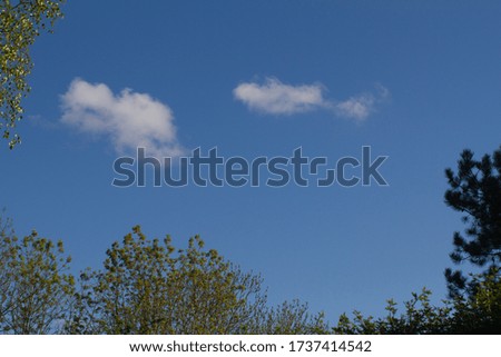 top of various trees and foliage over pollution and plane free blue sky with high up clouds for imagination and power of nature while corona virus lockdown, copy space