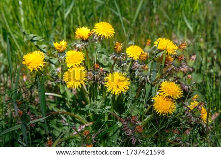 Dandelions in the natural environment among the grass. Yellow spring flower