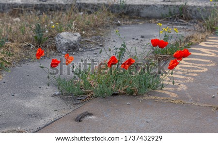 Bright red poppy grows from asphalt, flower through asphalt. Сoncept of individuality and dedication, lonely flower on road. Symbol of thirst for life and survival in all conditions.Impossible