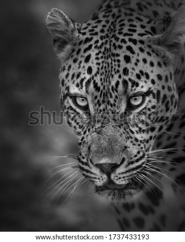 Leopard face in black and white