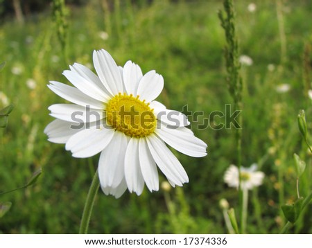 beautiful daisy wildflower on the green meadow