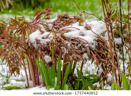 Snow in spring falling to the paeonia bush leaves