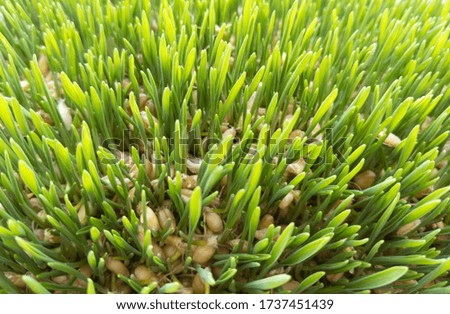 Young wheat sprouts. Green grass. Top view. Stock photo.