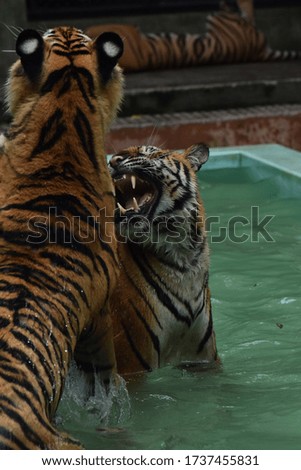 The female Bengal tiger is angry.