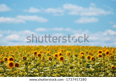 Sunflower. A large field of beautiful sleepy yellow flowers. Photo for a banner with place for text. A snapshot of nature for magazines, websites and under the logo of agricultural companies.