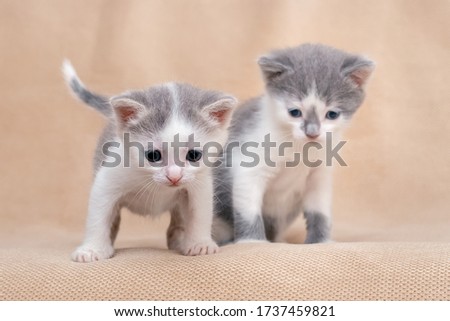 Two little cute kittens on a light orange background