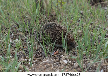 hedgehog in the grass. wild animal in the forest