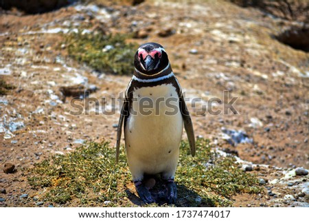 Magellanic Penguin in Patagonia Argentina 
