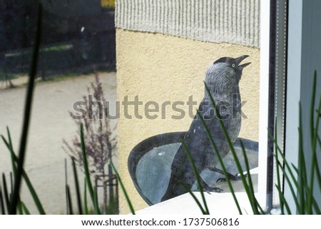 a small jackdaw stands on the ledge outside the window with its beak open . view from the window